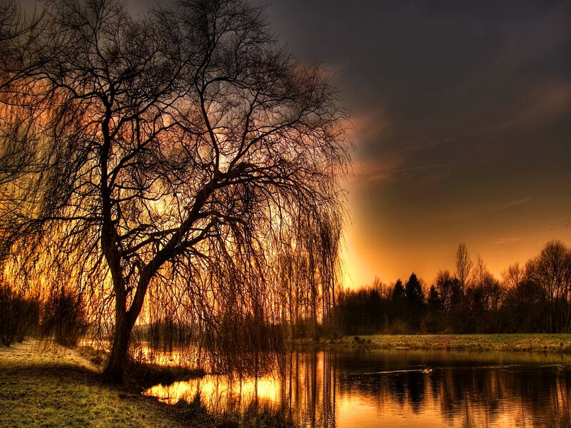 Willow Tree by Lake — Orange