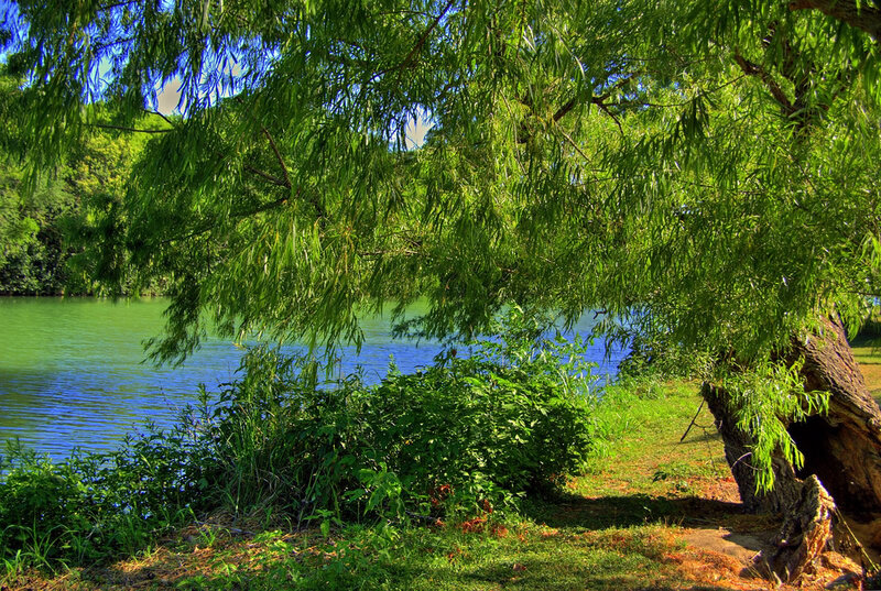 Willow Tree by Lake