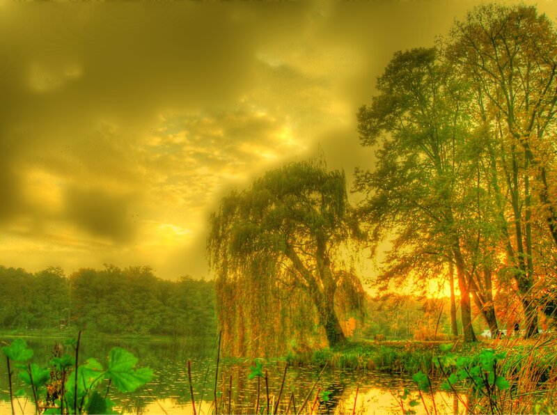 Willow Tree by Lake — Yellow, Dramatic