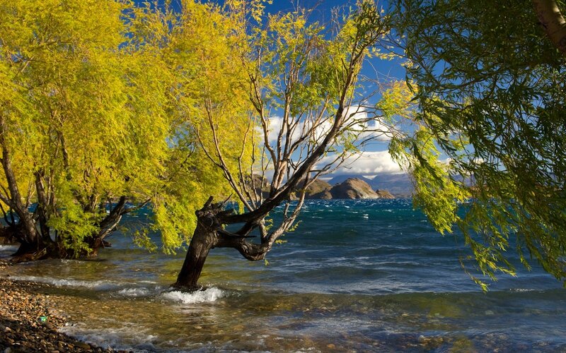 Willow Tree by Lake — Yellow, Serene, Afternoon