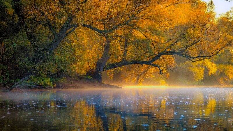 Willow Tree by Lake — Yellow, Serene