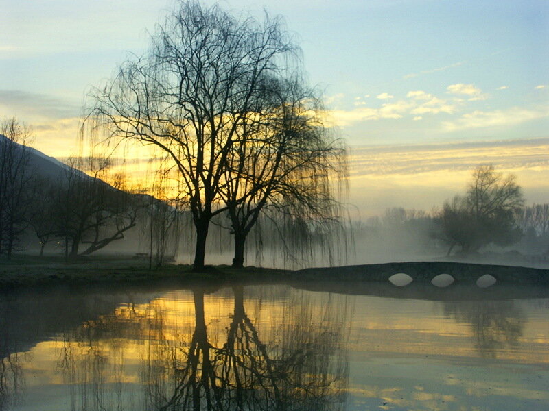 Willow Tree by Lake — Yellow