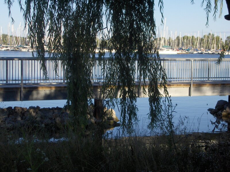 Willow Tree by Marina