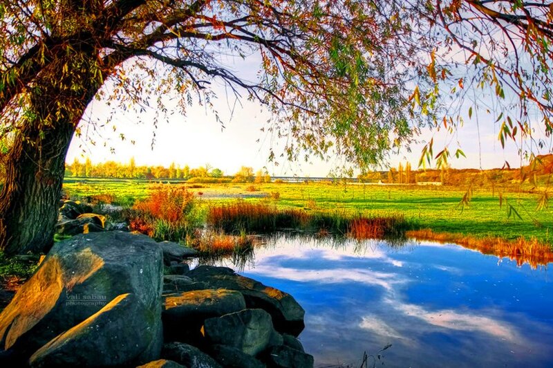 Willow Tree by Pond — Blue