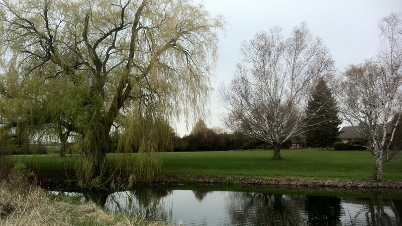 Willow Tree by Pond — Green, Calm, Spring