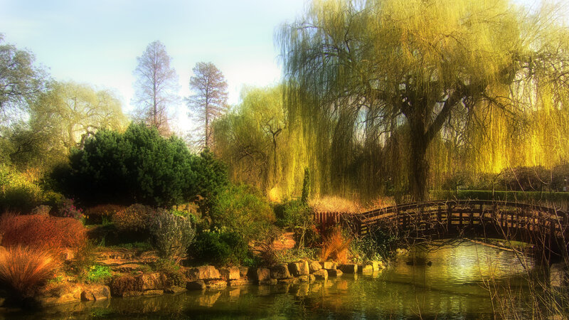Willow Tree by Pond — Green, Serene, Afternoon, Photograph, Bridge, Trees, Bushes
