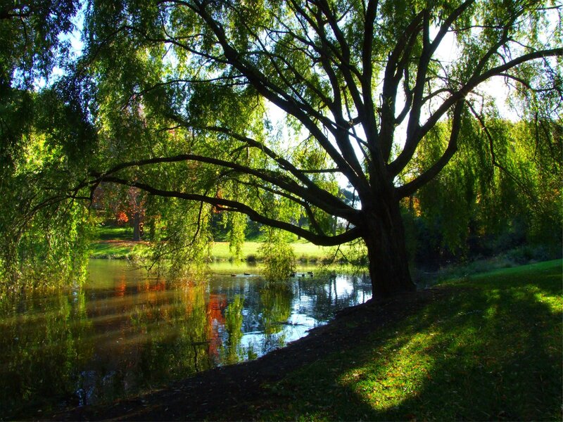 Willow Tree by Pond — Green, Serene, Afternoon, Photograph, Ducks