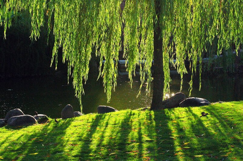 Willow Tree by Pond — Green, Serene, Afternoon, Photograph, Grass