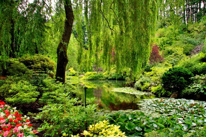 Willow Tree by Pond — Green, Serene, Afternoon, Photograph, Lily Pads
