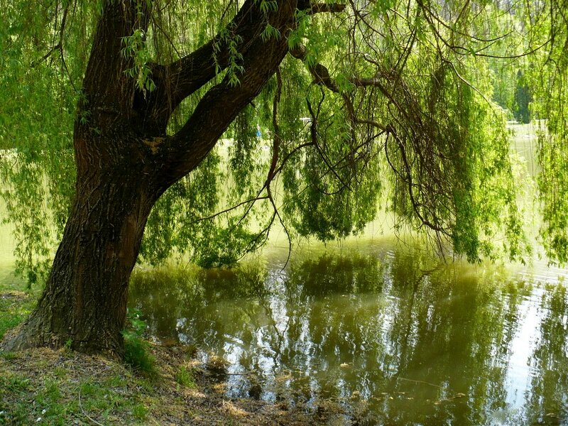 Willow Tree by Pond — Green, Serene, Afternoon, Photograph