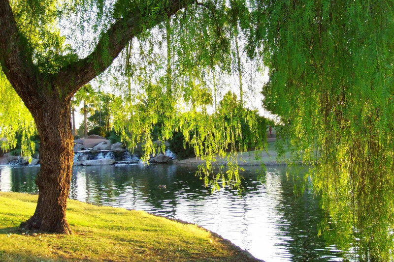 Willow Tree by Pond — Green, Serene, Afternoon, Photograph, Trees