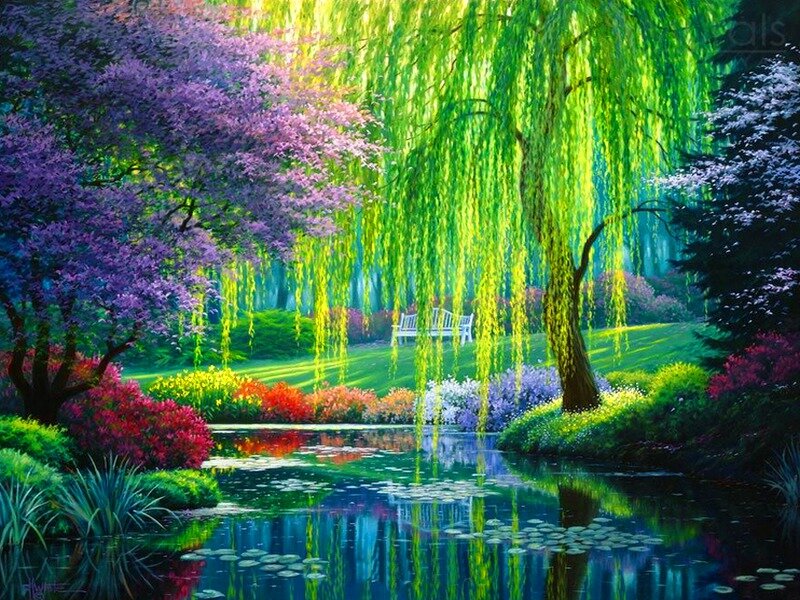 Willow Tree by Pond — Green, Serene, Afternoon