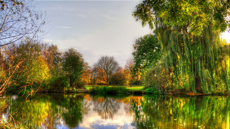 Willow Tree by Pond — Green, Serene, Autumn, Photograph