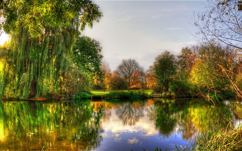 Willow Tree by Pond — Green, Serene, Autumn, Photograph, Trees