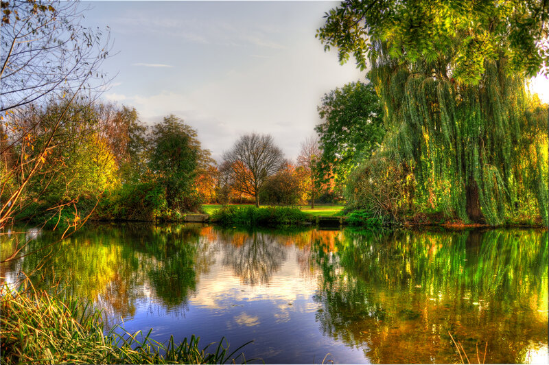 Willow Tree by Pond — Green, Serene, Autumn