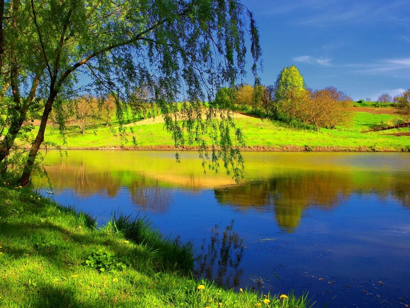 Willow Tree by Pond — Green, Serene, Spring, Photograph, Hills