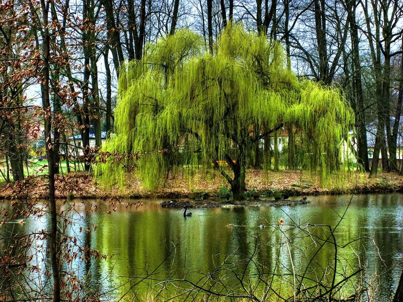 Willow Tree by Pond — Green, Serene, Spring, Photograph