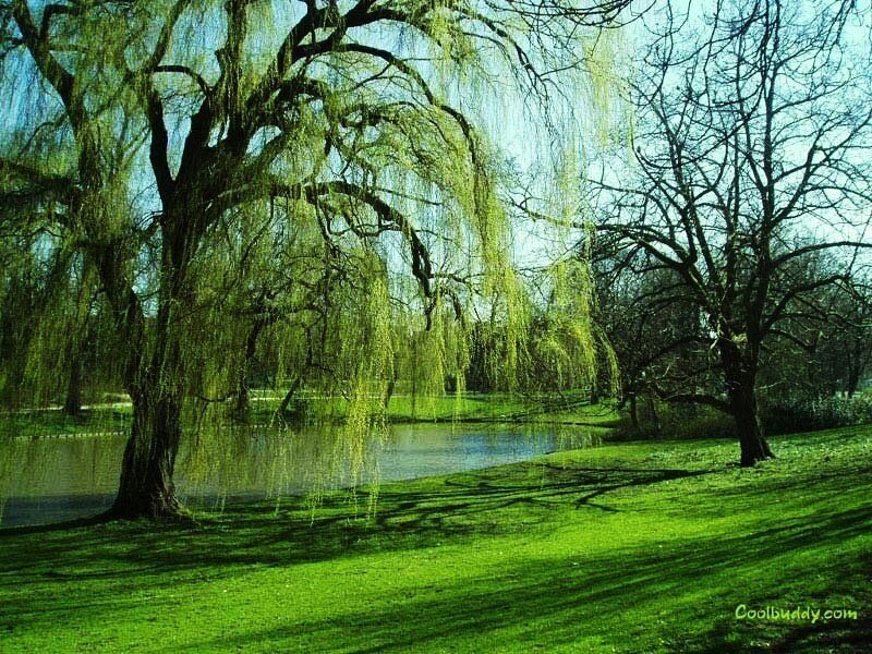 Willow Tree by Pond — Green, Serene, Spring