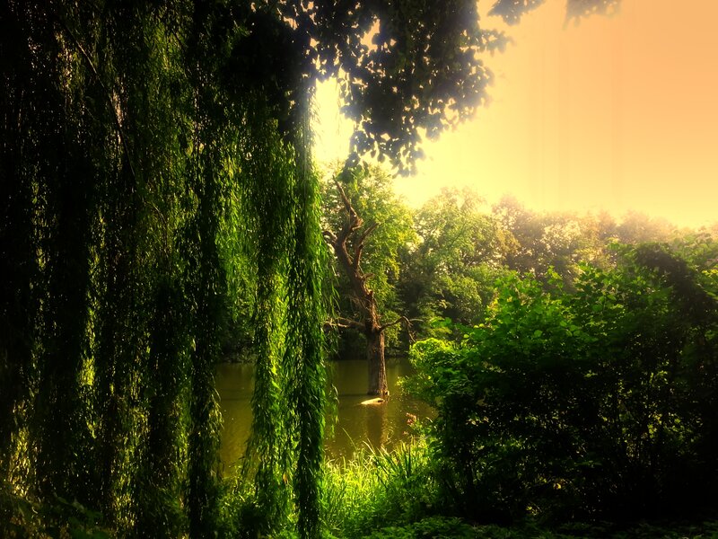 Willow Tree by Pond — Green, Serene, Sunset