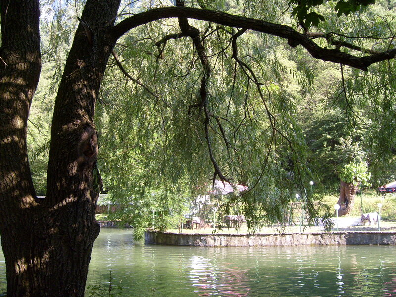 Willow Tree by Pond — Green, Serene