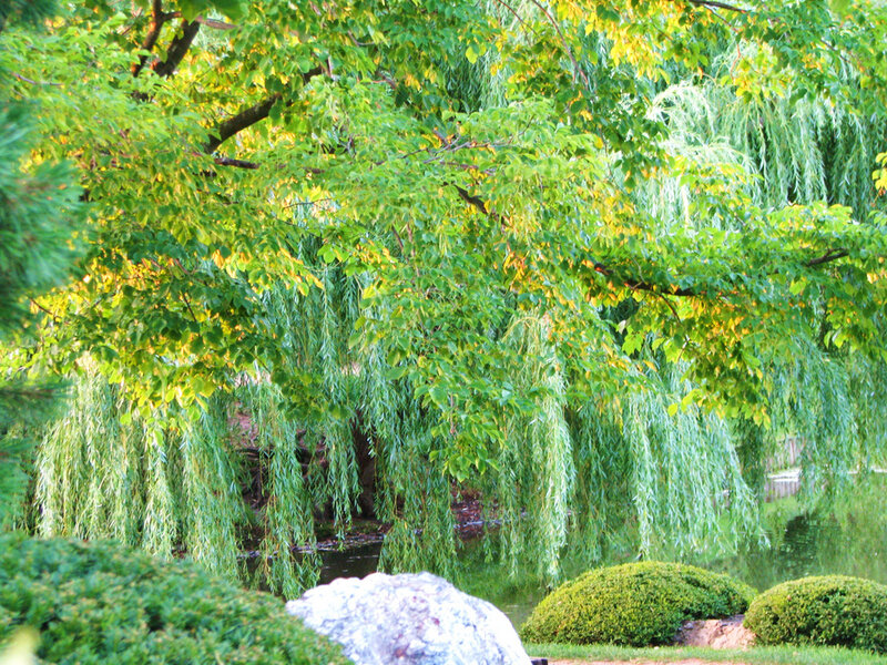 Willow Tree by Pond — Green