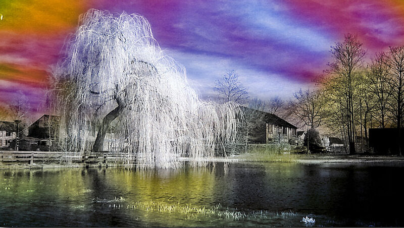 Willow Tree by Pond — Purple
