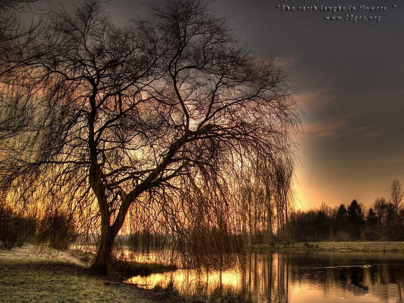 Willow Tree by Pond