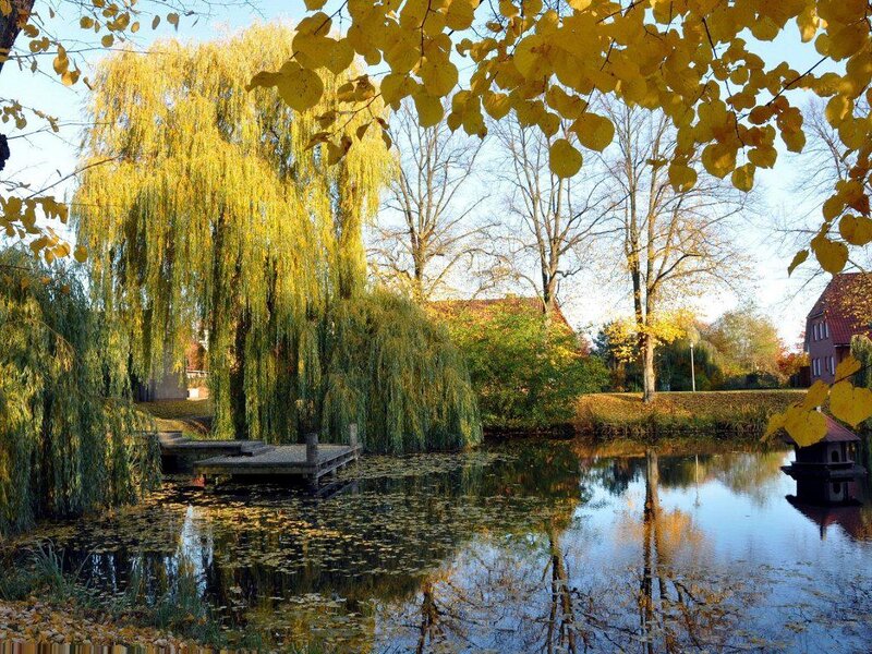 Willow Tree by Pond — Yellow