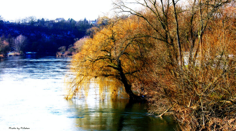 Willow Tree by River — Blue, Serene