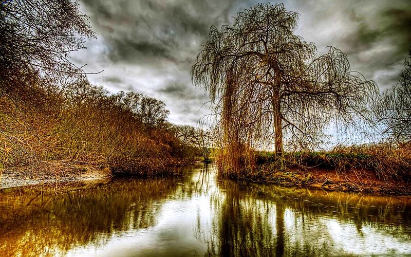 Willow Tree by River — Brown