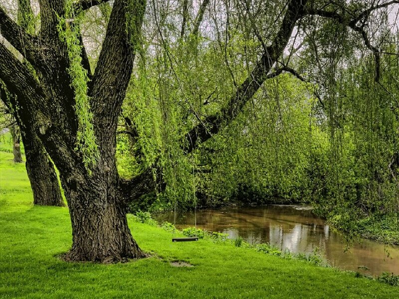 Willow Tree by River — Green, Serene, Spring