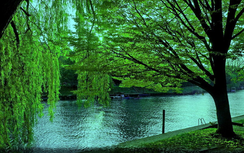Willow Tree by River — Green, Serene