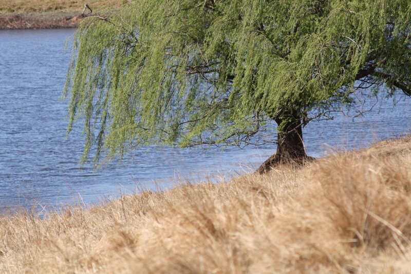 Willow Tree by River — Green
