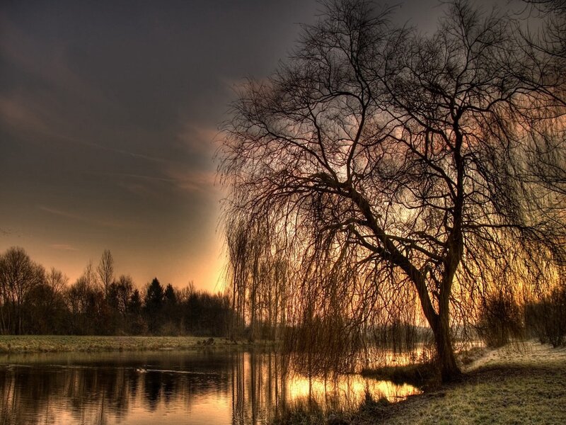 Willow Tree by River — Orange
