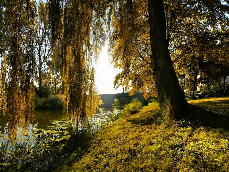 Willow Tree by River — Yellow