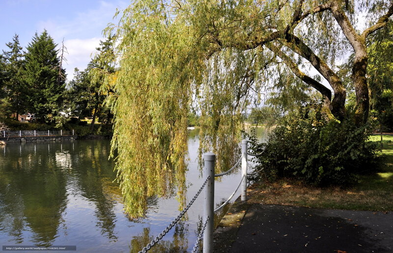 Willow tree by the lake