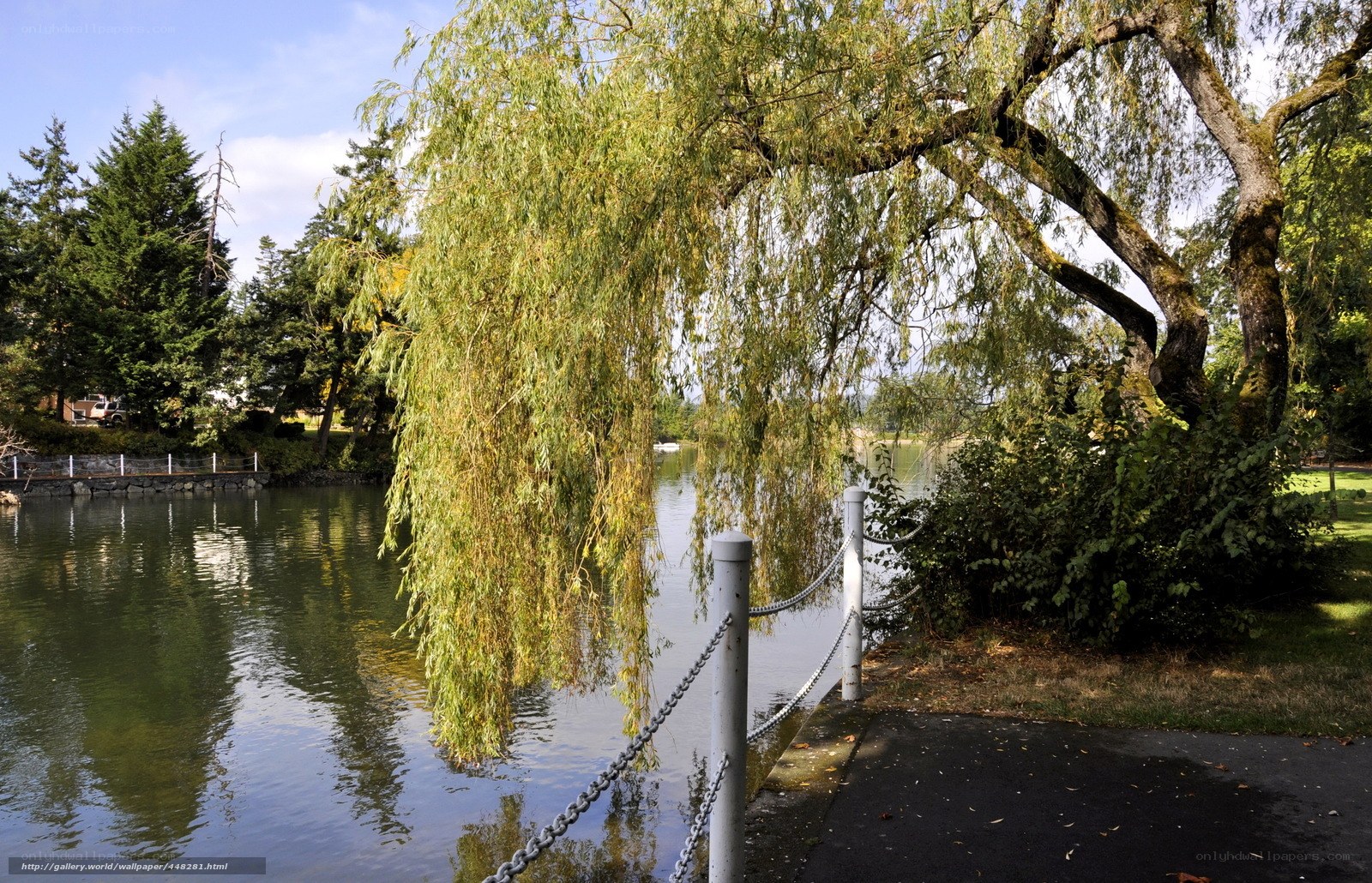 Willow tree by the lake