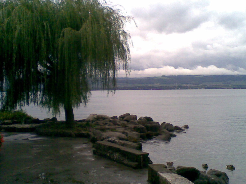 Willow tree by the lake