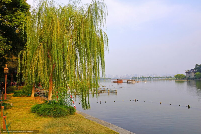 Willow tree by the lake