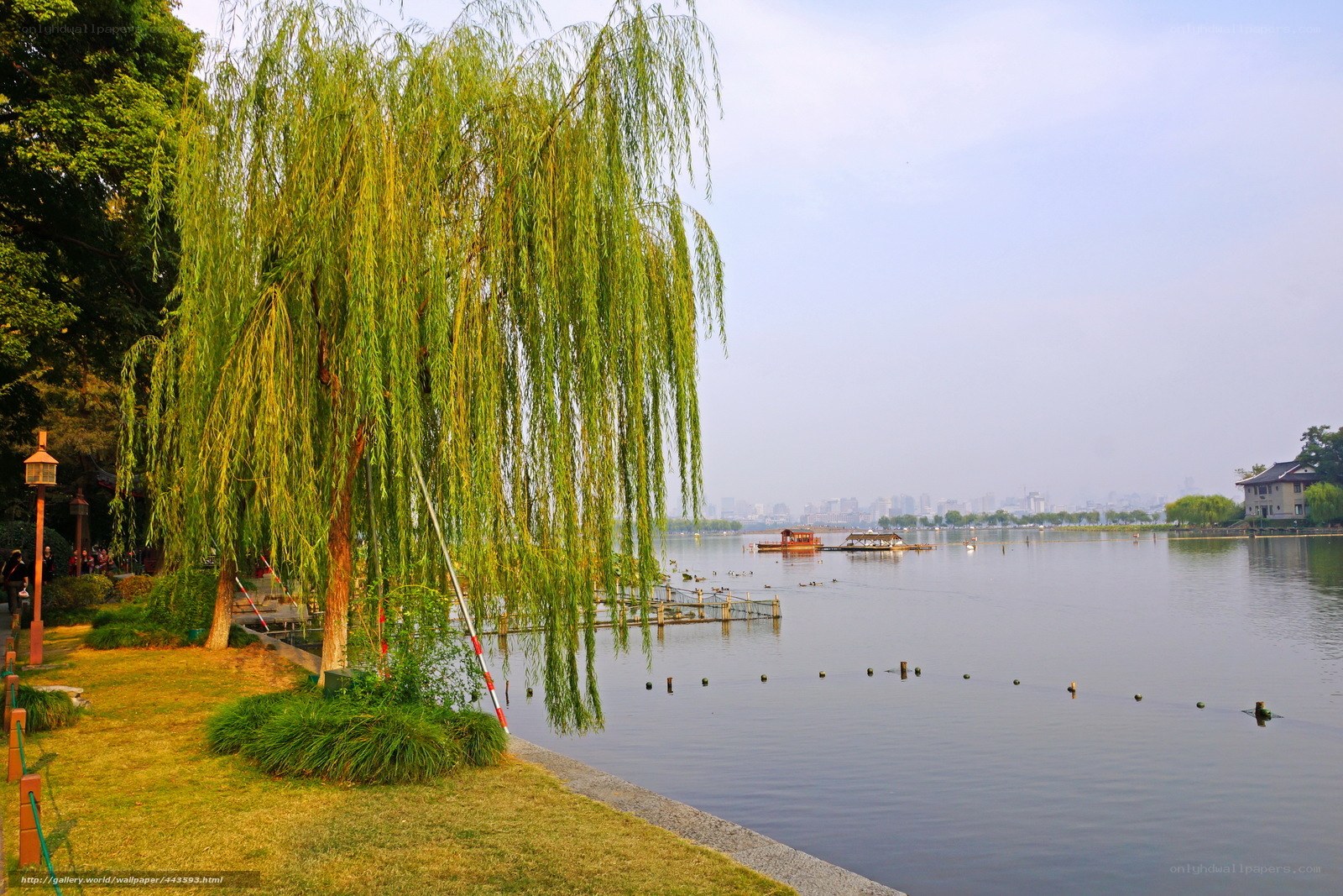 Willow tree by the lake