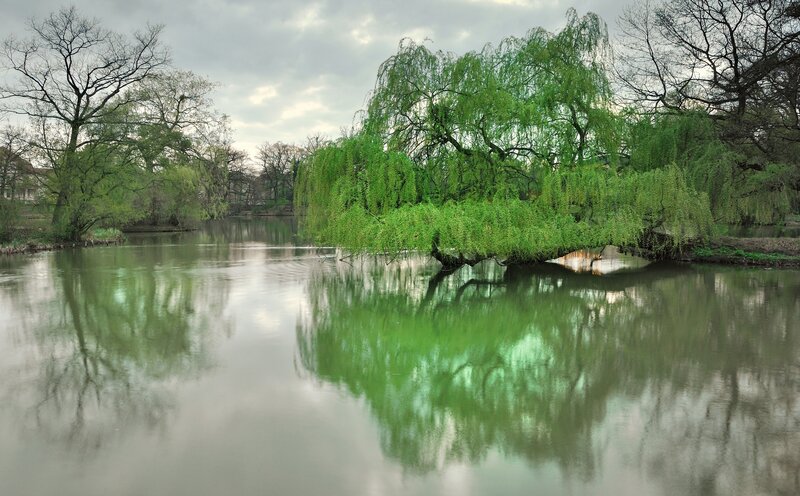 Willow tree by the river