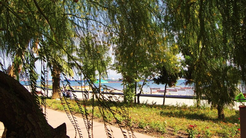 Willow Tree by the Sea