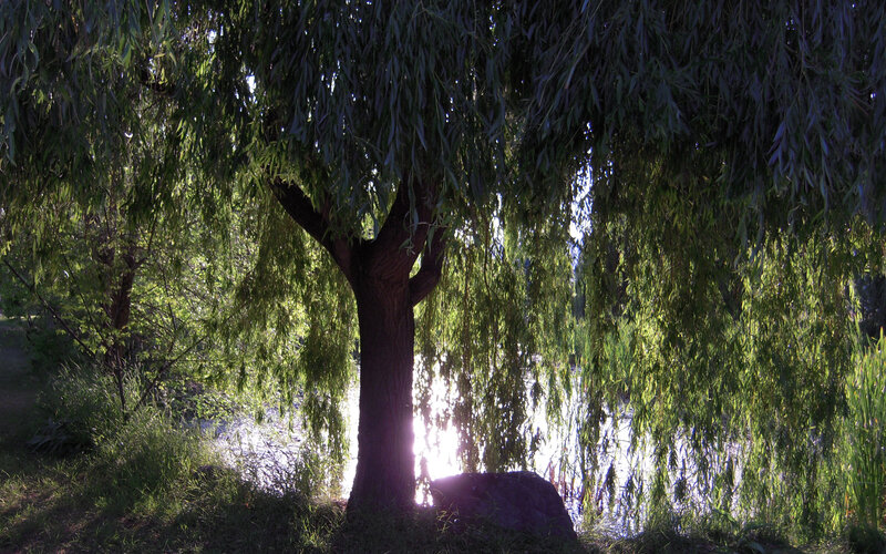 Willow tree by the water