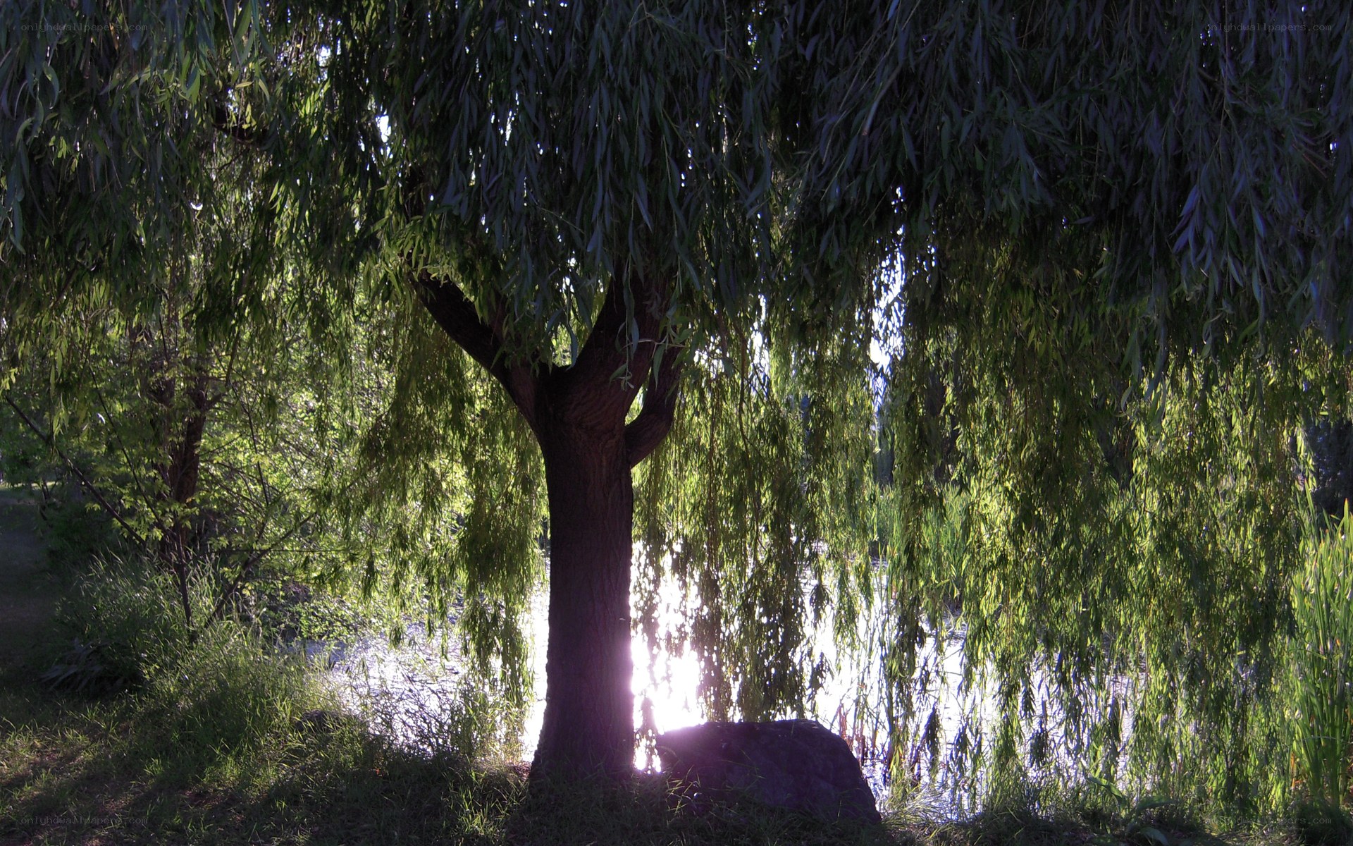 Willow tree by the water