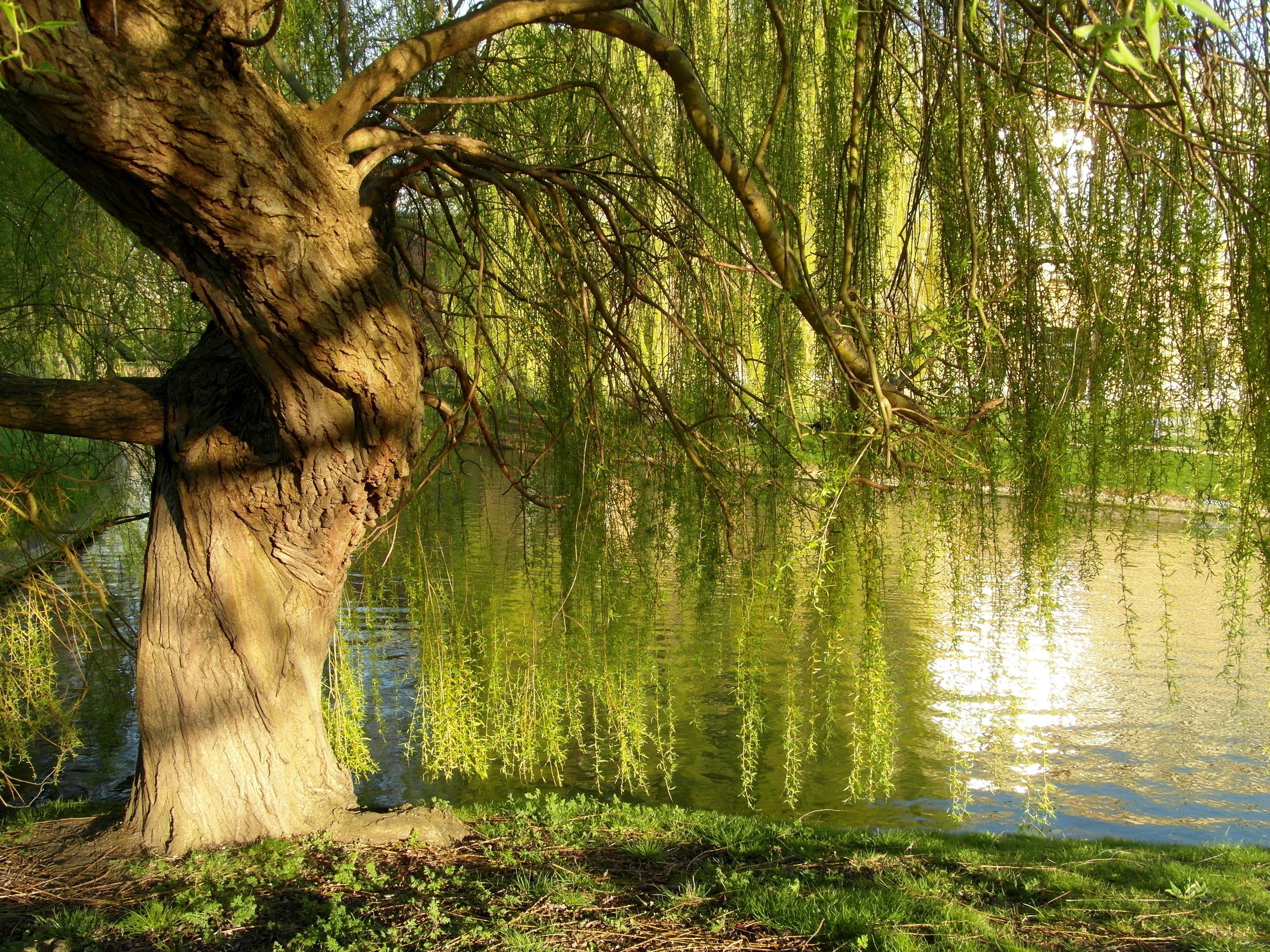 Willow tree by the water