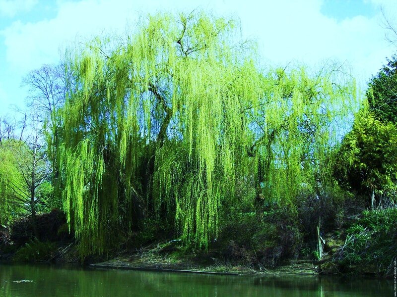 Willow tree by the water