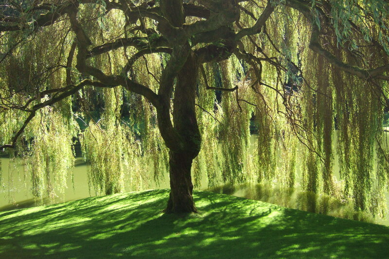 Willow tree by the water