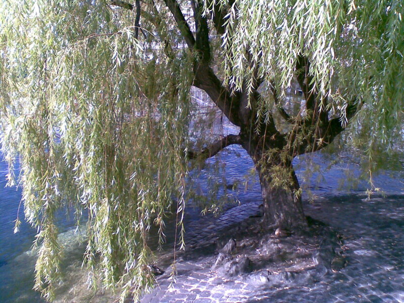 Willow Tree by Water — Green, Serene, Afternoon