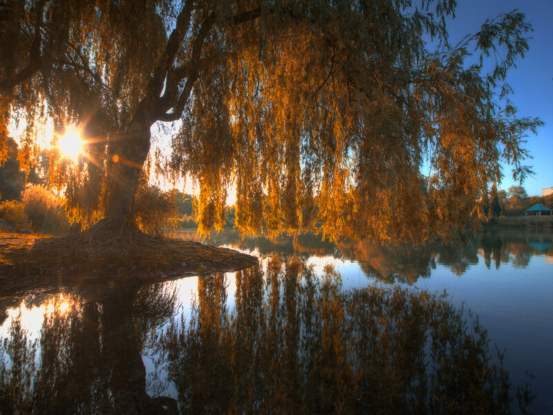 Willow Tree by Water