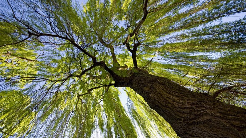 Willow Tree Canopy — Green, Serene, Afternoon
